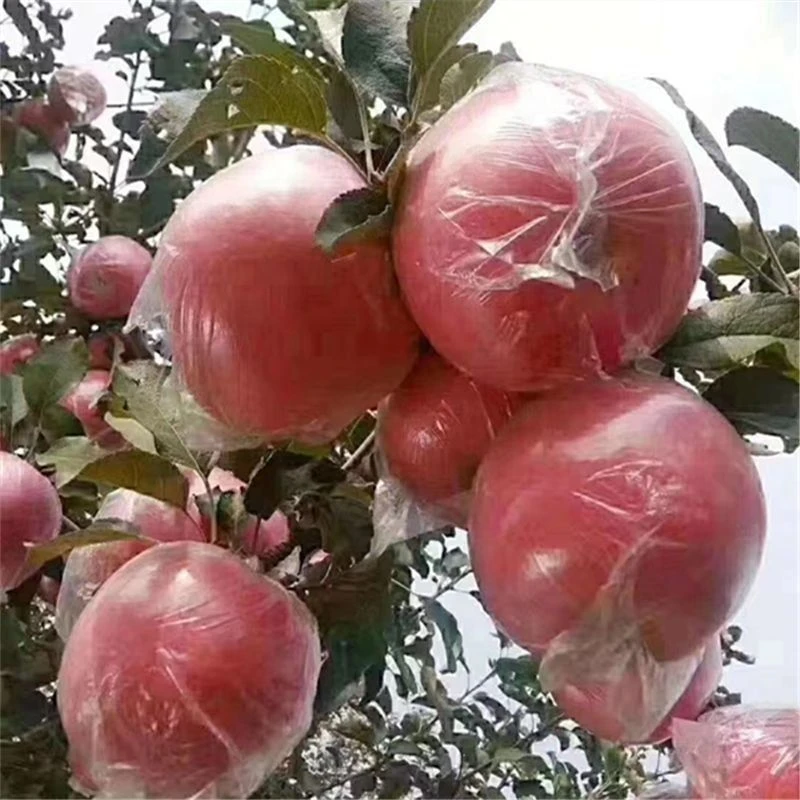 红富士苹果10斤陕西苹果新鲜应季水果脆甜多汁爽口产地直发包邮