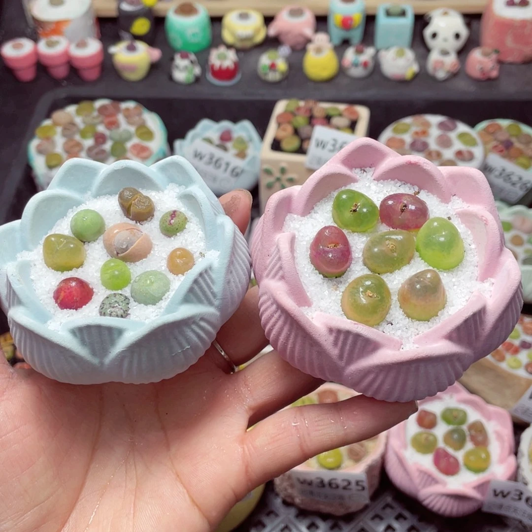 w3628 带盆土发货-零下地区拍保温箱