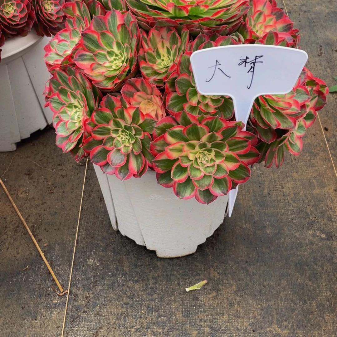 大***梦【通用】万圣节系列群生多肉植物万老桩大手捧精品多肉