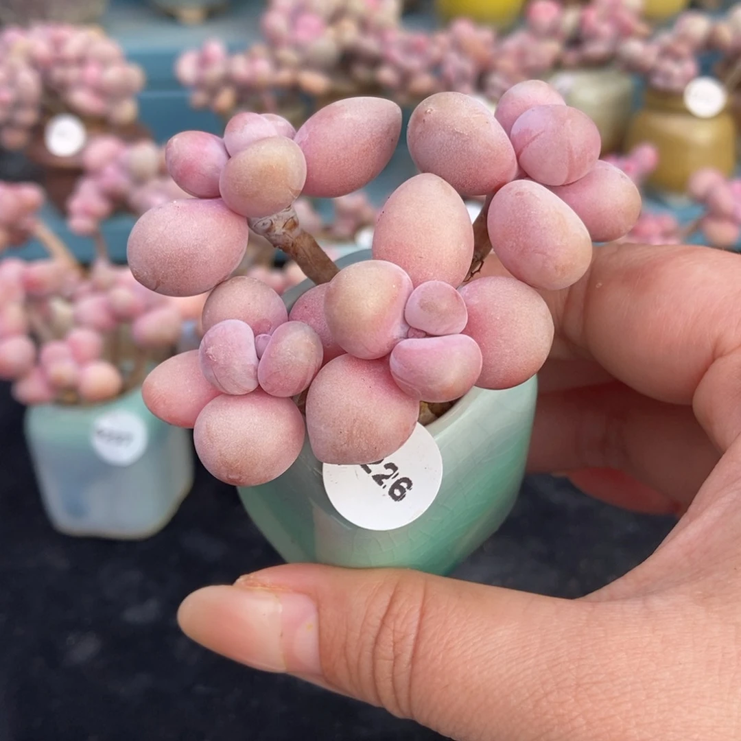 6226水光腰带盆土