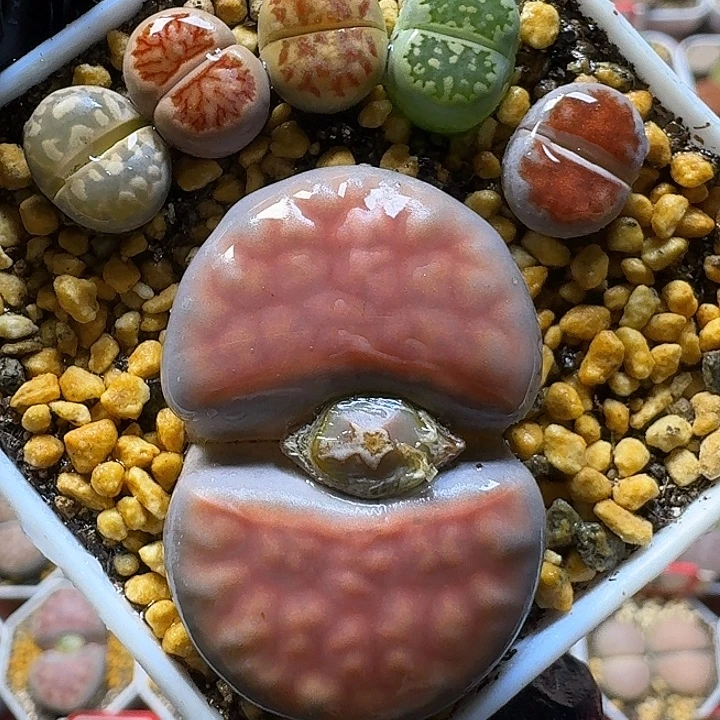 生石花111111。   83