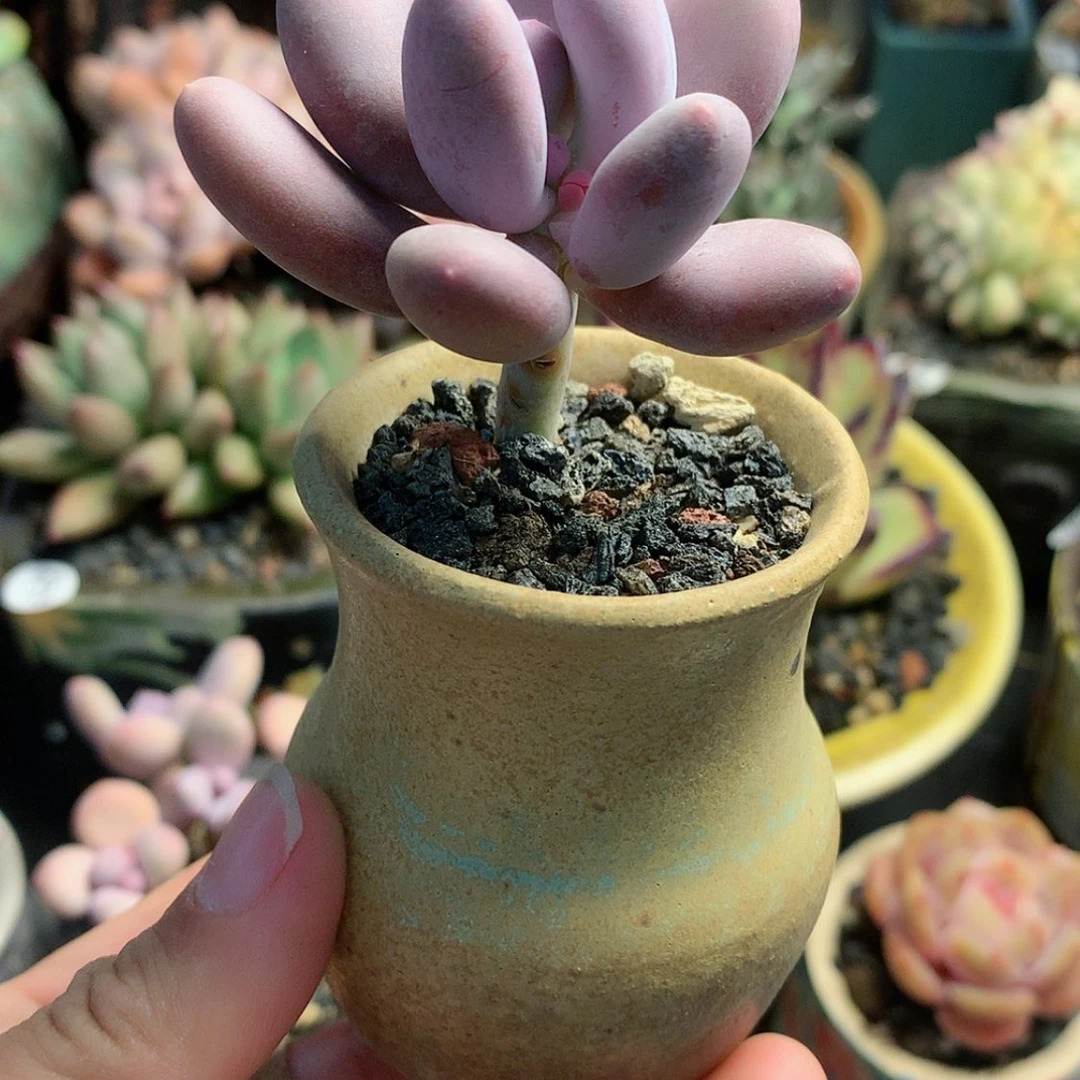 【闪购商品】名****艺名山带盆