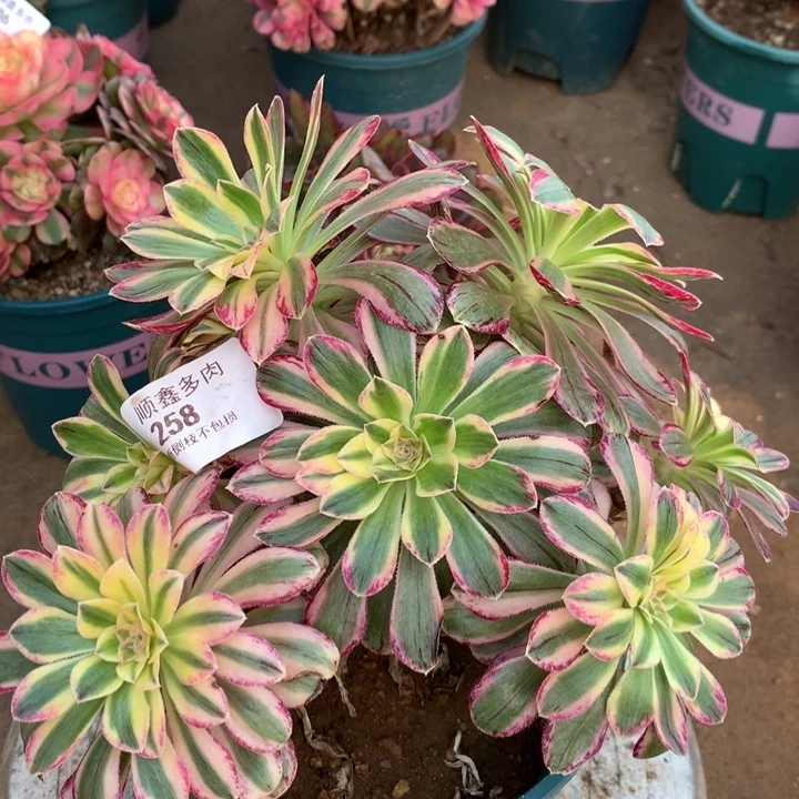 258微锦多肉植物