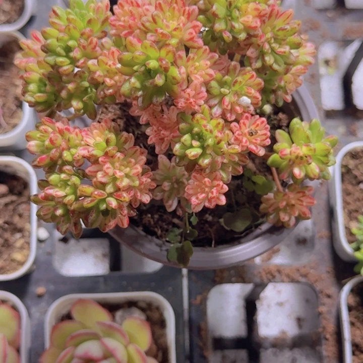 小人姬锦母本一颗