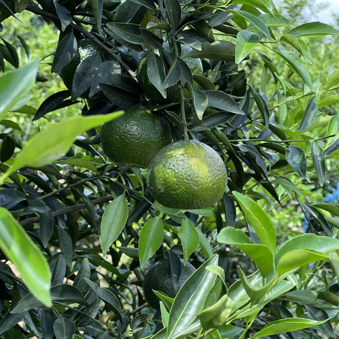 【现拍现摘现发】新会茶枝柑天马圈枝大青鲜果