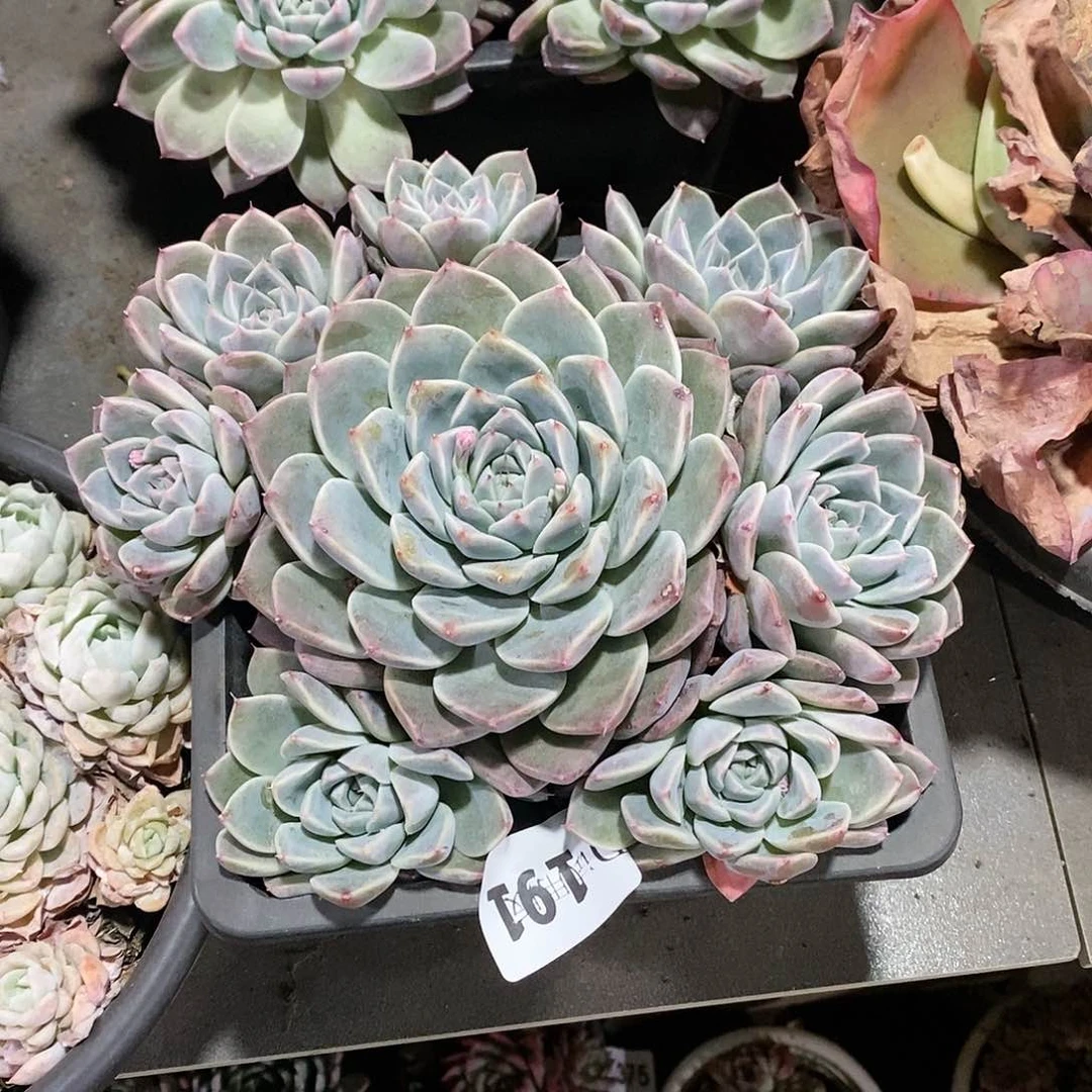 芸****园191阿尔巴佳人多肉