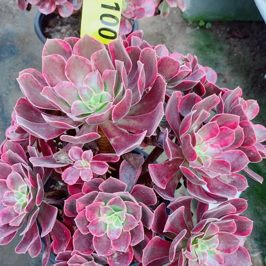 金丝雀多肉植物3100