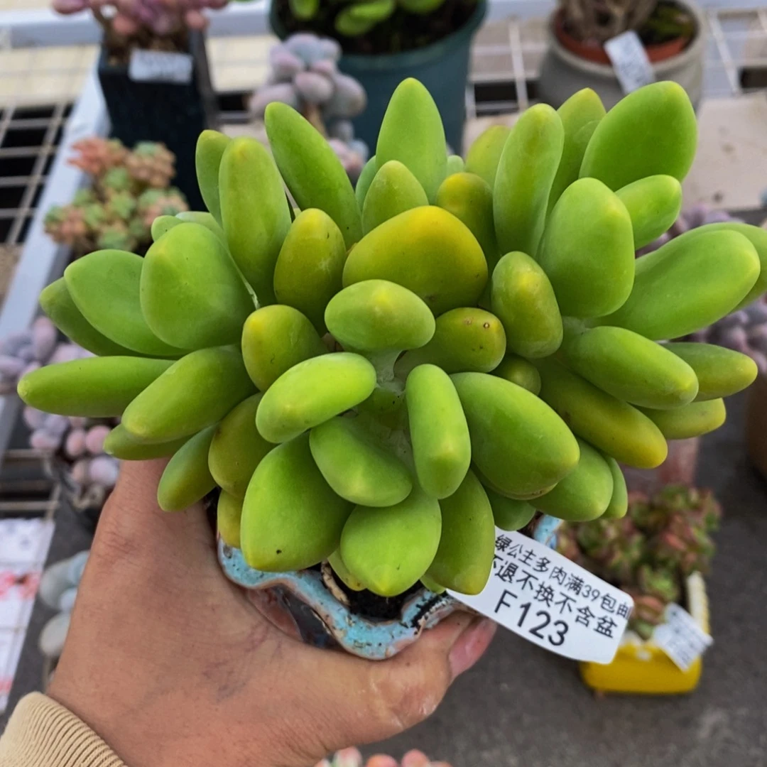 芒果奶酪123/10cm多肉