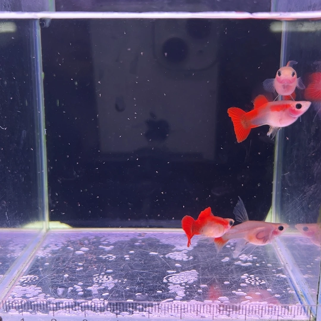 7****孔雀鱼红礼服玻璃猫C1对