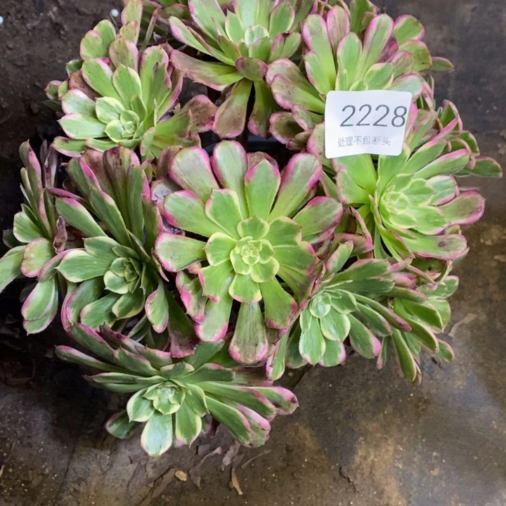 水墨画多肉断头不包2228