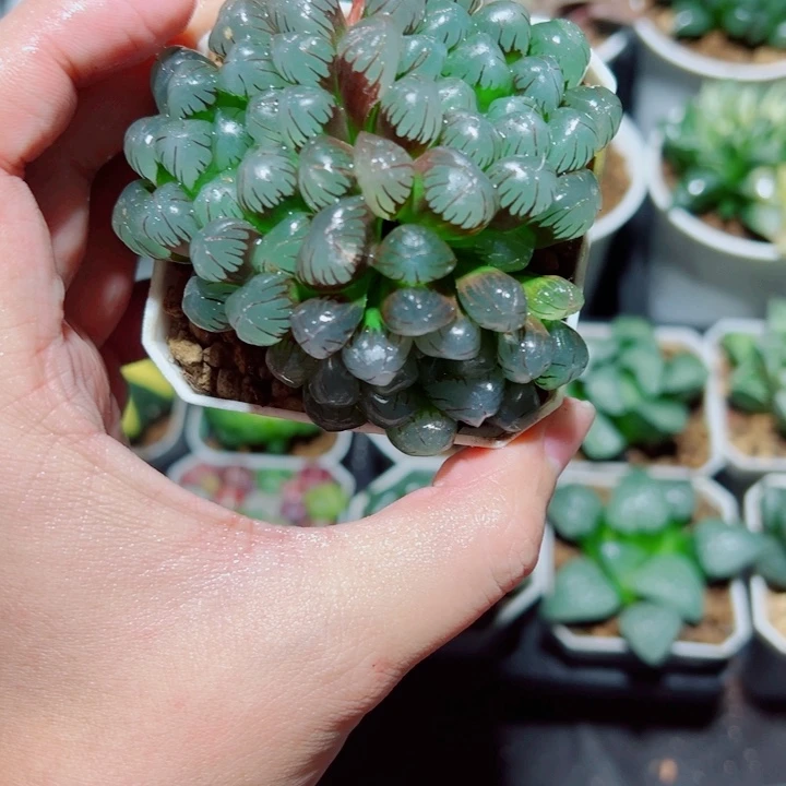 多头紫冰灯多肉植物