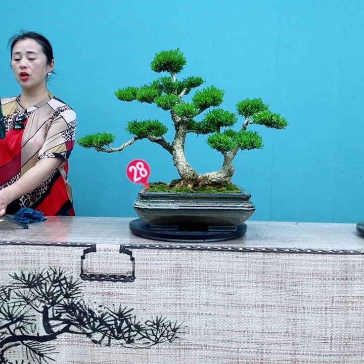 无花朵雀舌黄杨盆景