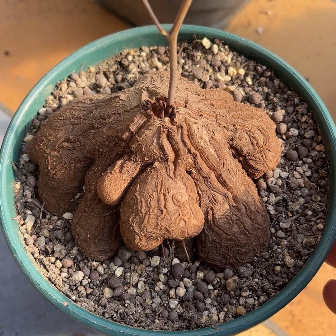 实生象足龟甲龙块根一物一拍