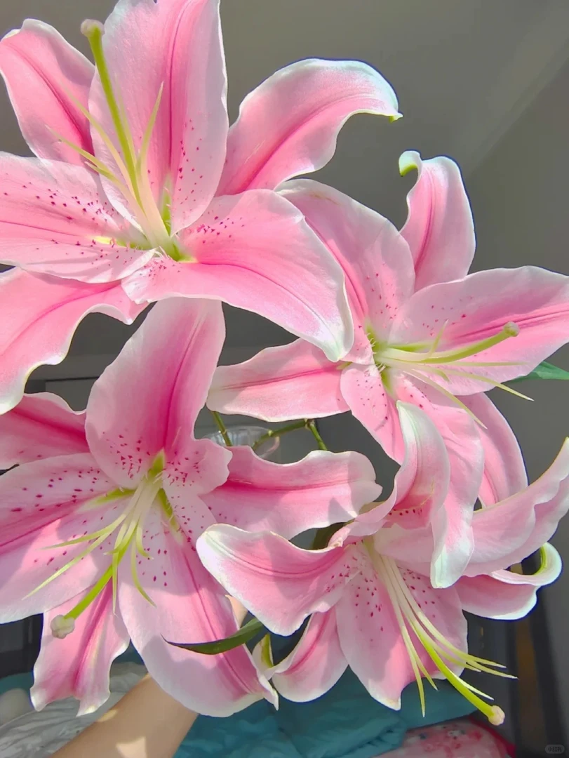 随机品种粉百合 10个花苞 收到花需醒花  0°以下要拍保温棉