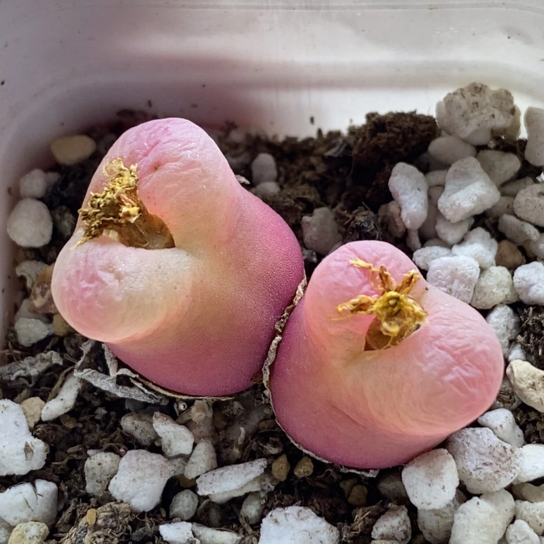 好看好看好看清清清清