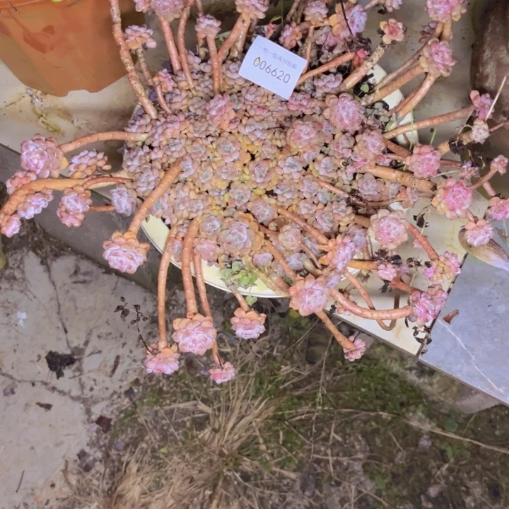 辛***乙多肉一物一拍6620