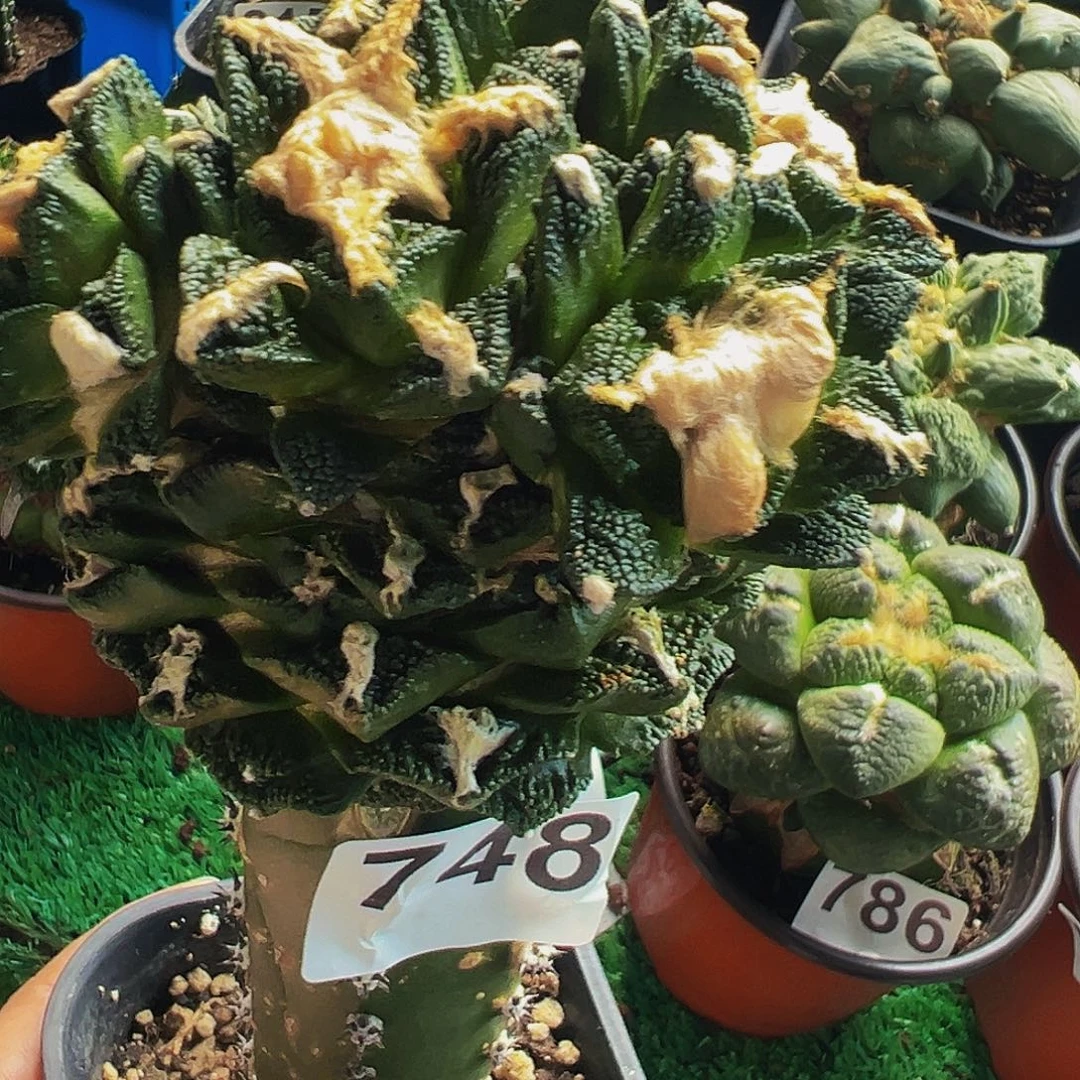 糯***团无花朵福利辛顿牡丹群748