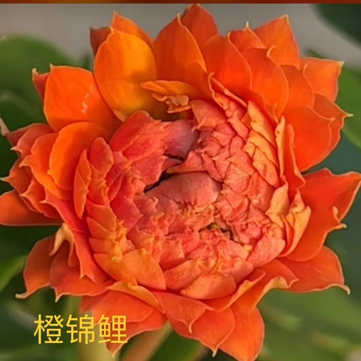 带芽发货重瓣大花长寿花适合阳台庭院种植的四季花卉锦鲤