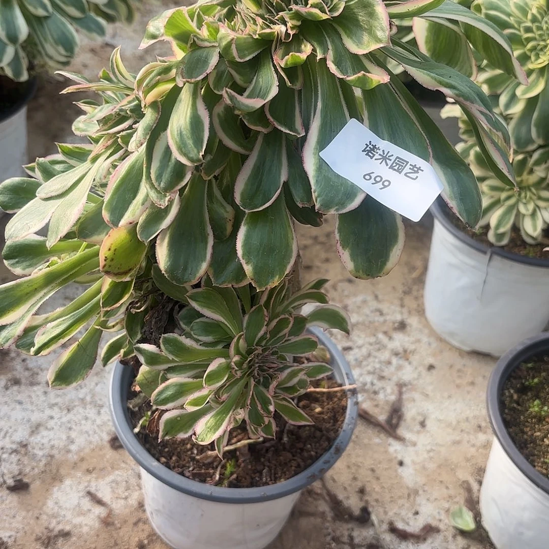 燕子锦缀多肉植物699