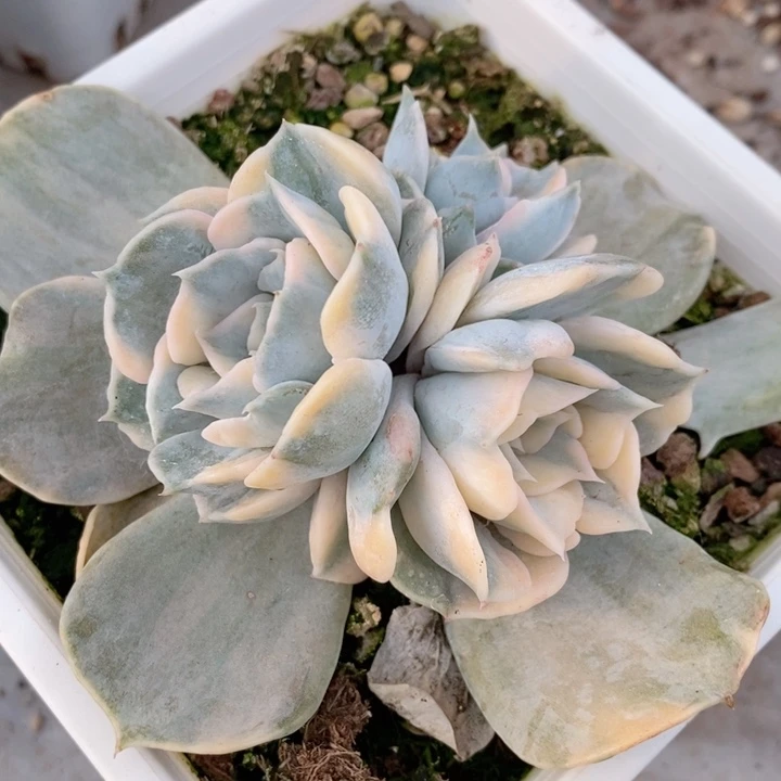 ?*?丽娜莲锦多肉锦景天