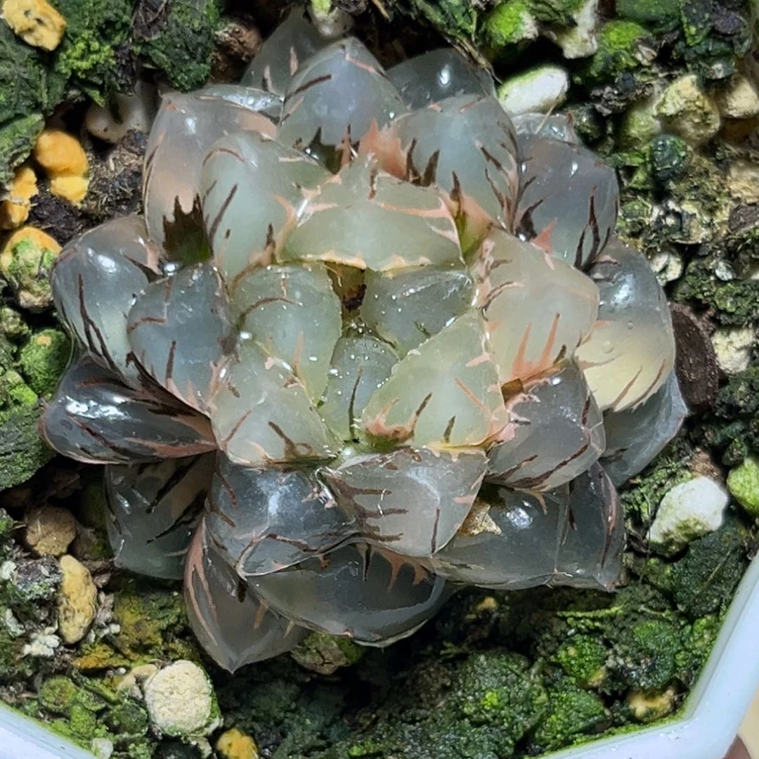 恭喜发财大吉大利766