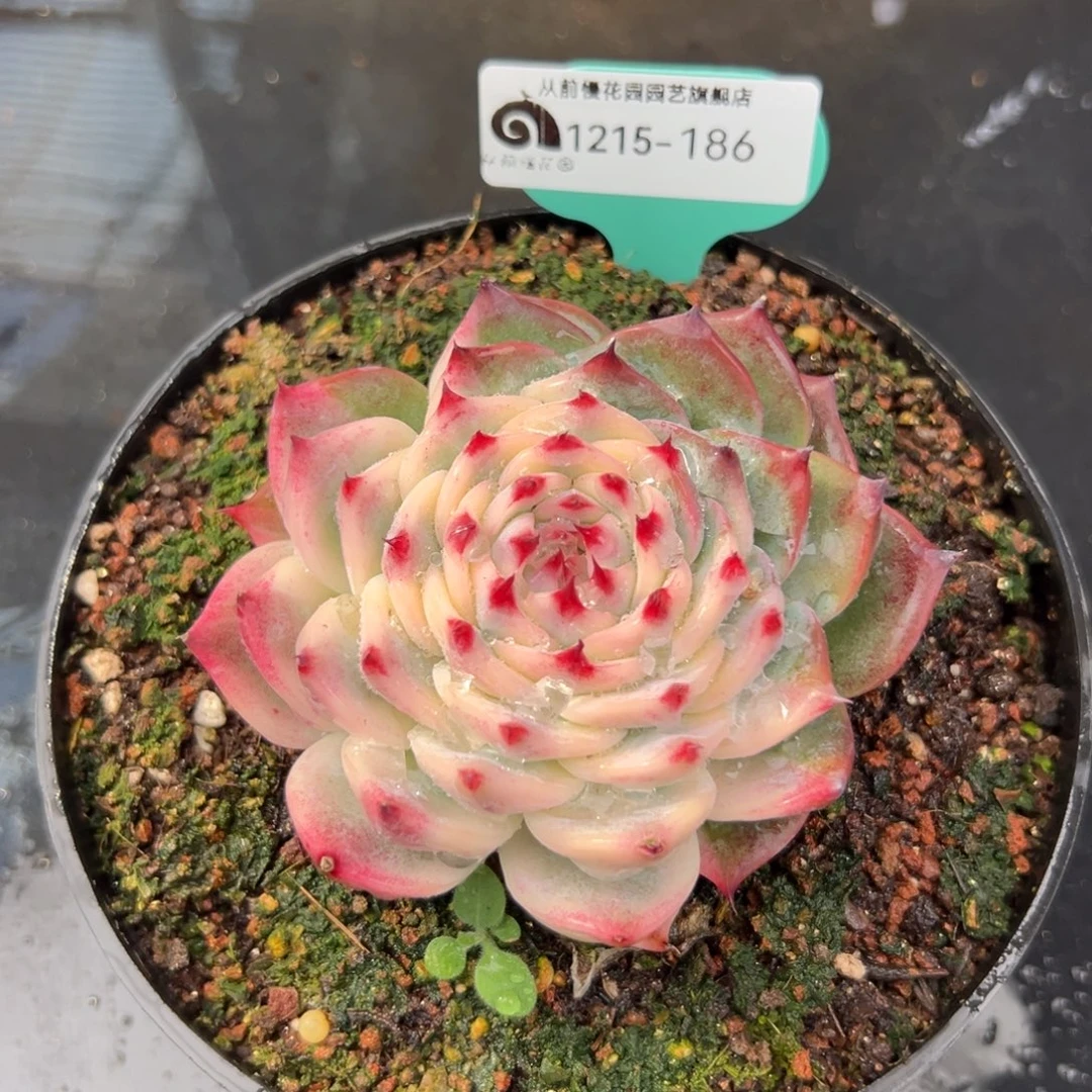 从前慢花园多肉编号1215-186