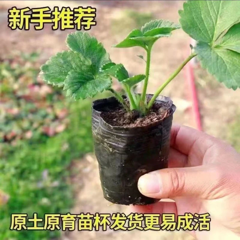 四季草莓苗秧奶油红颜草莓盆栽阳台种植四季结果新苗带土带花带果