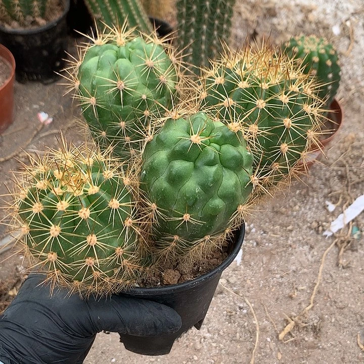 完全开放梦***0仙人球实生毛花柱