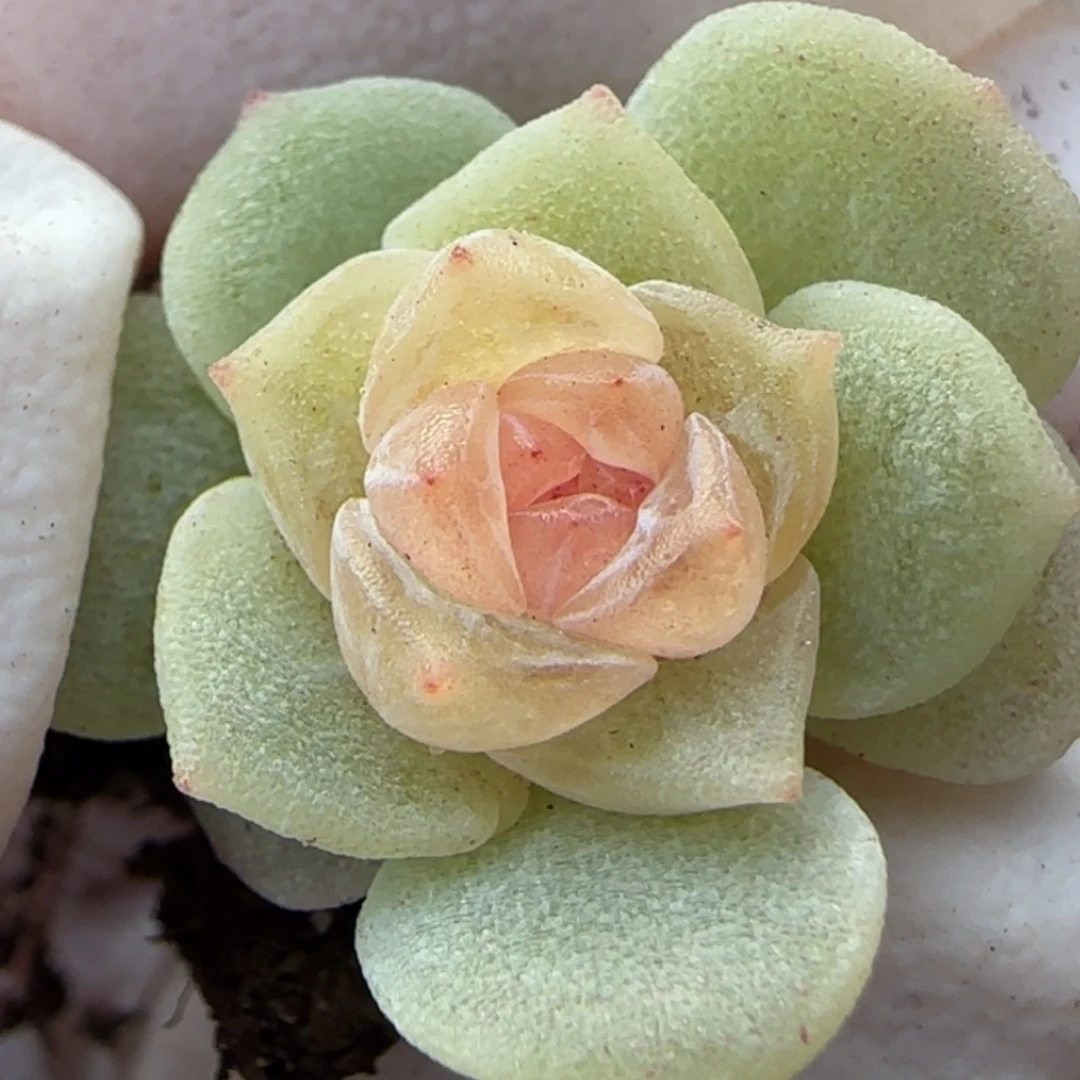 冷***叶563 号王者系列珍妮一盒