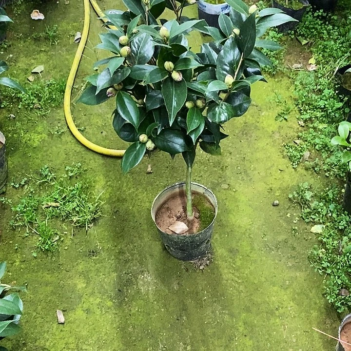 双墨。  茶花。