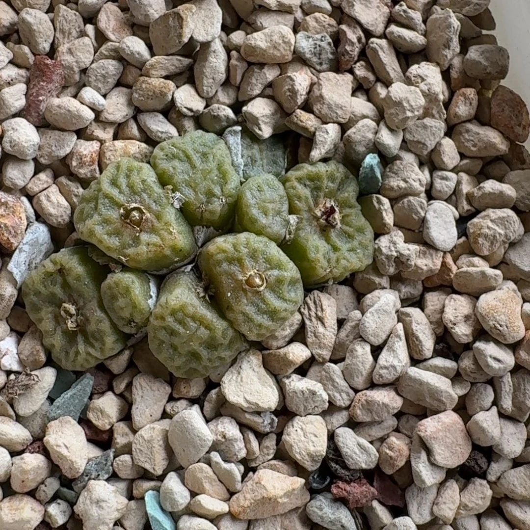 静***～1216.-045肉锥肉锥方烧