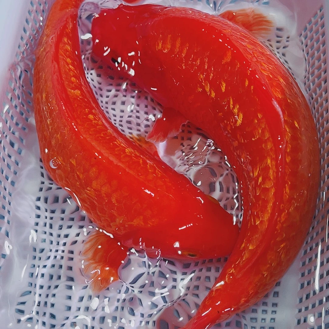 锦鲤锦鲤冷水鱼观赏