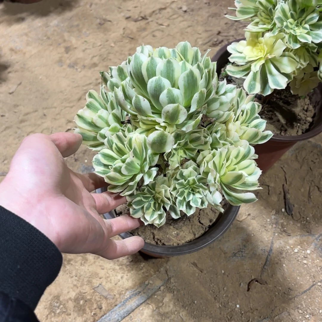 迈巴赫9.9多肉植物