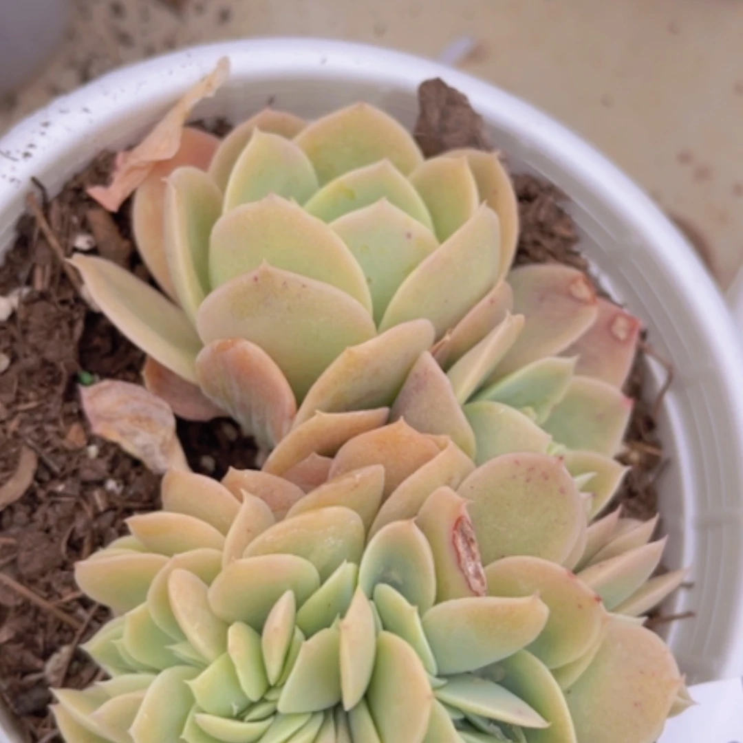 【闪购商品】星纳塔缀0418