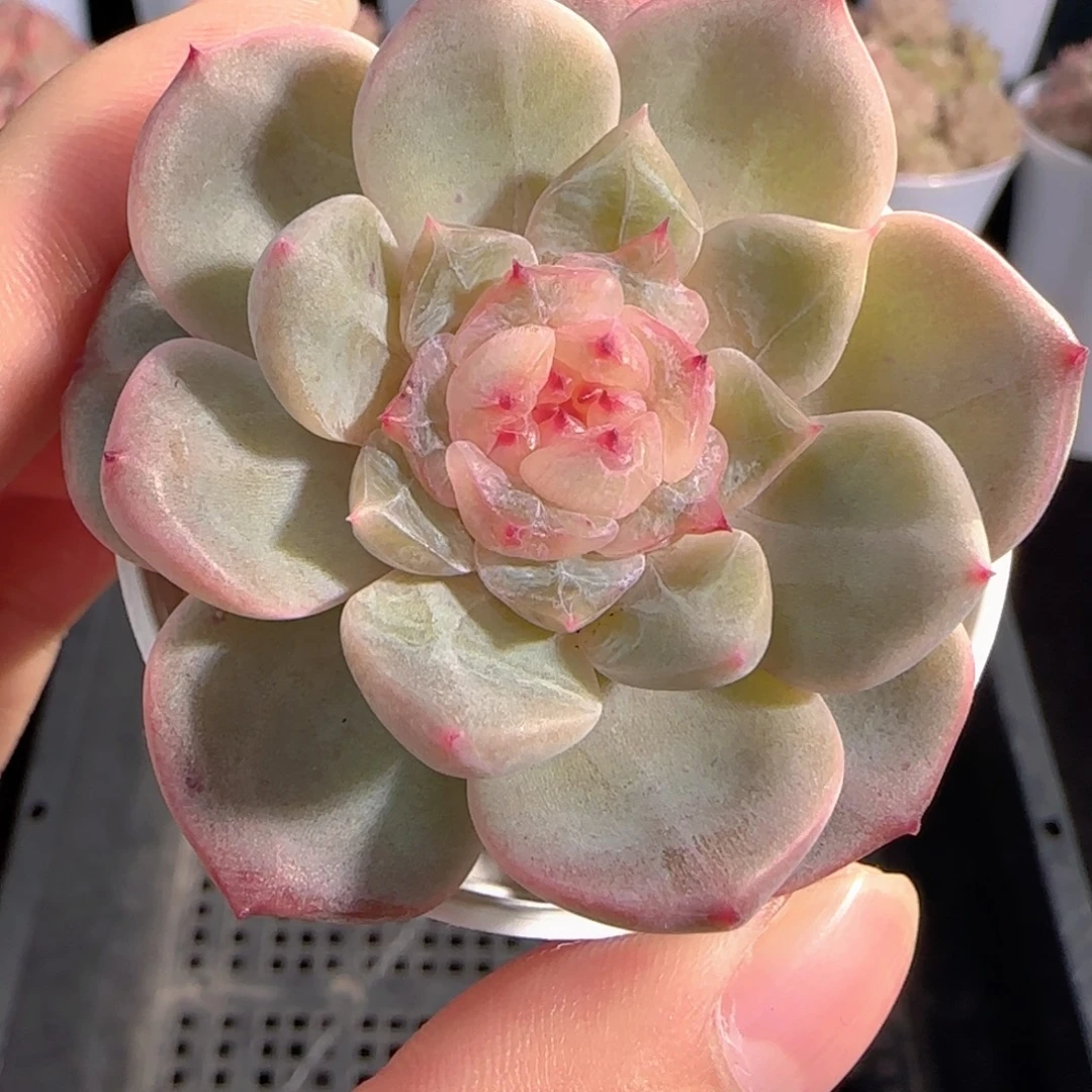 多肉0103-89糖心糖心