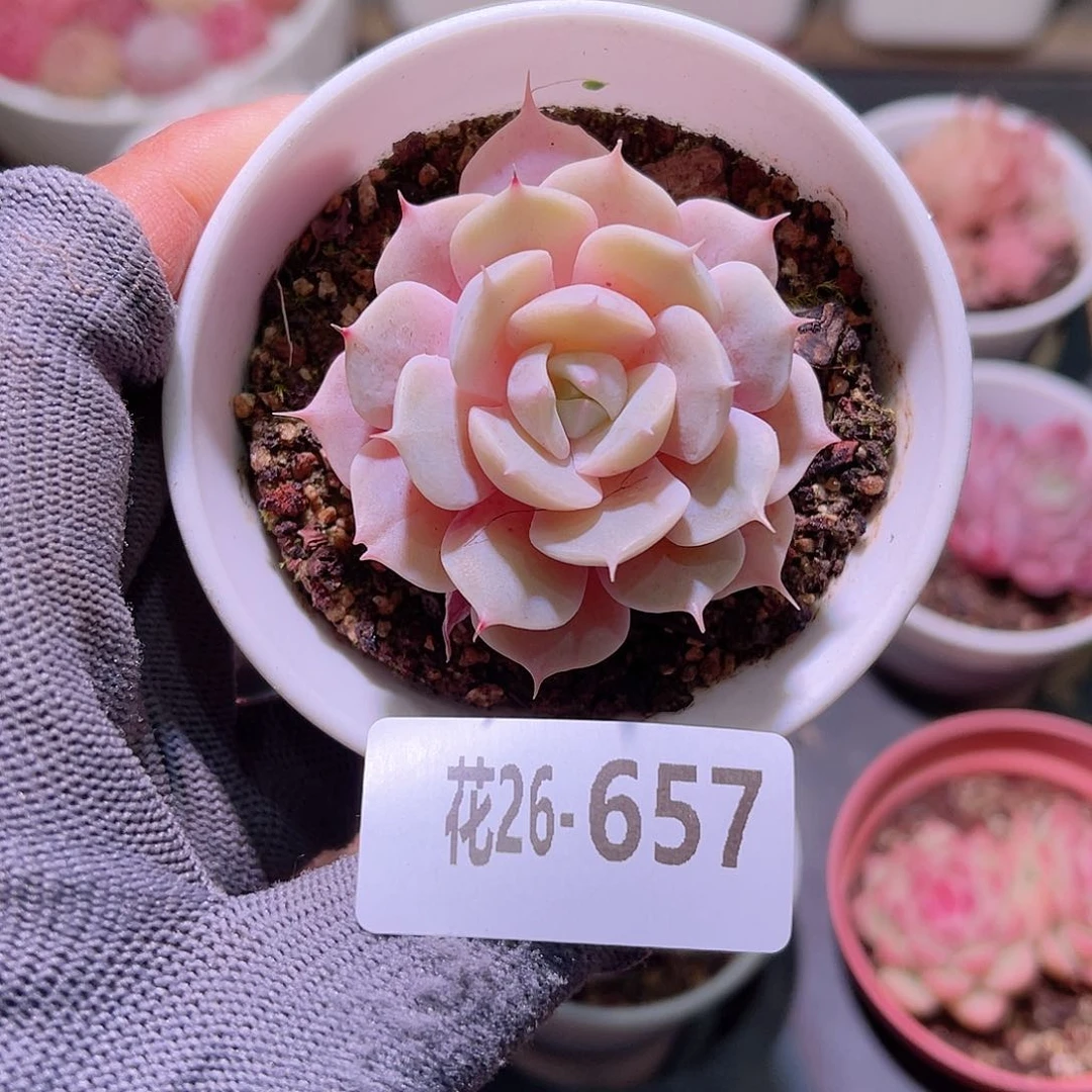 花26-657蓝巴黎单头