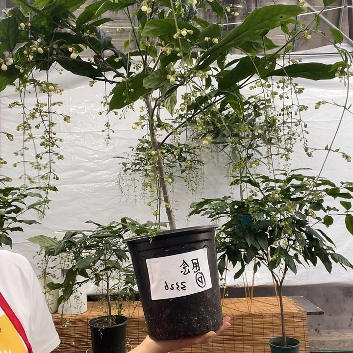完全开放垂丝茉莉花一盆118