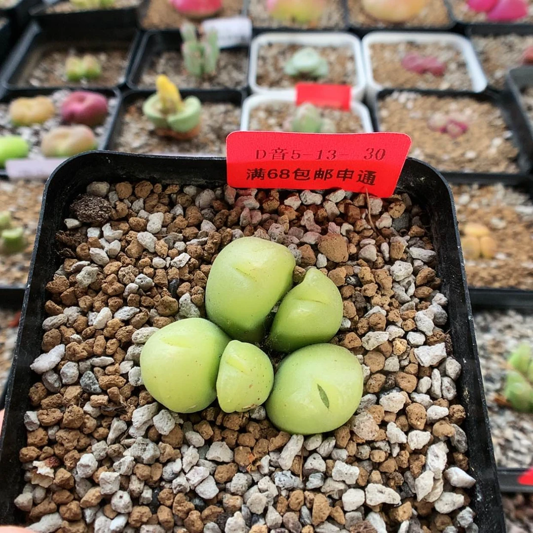 【闪购商品】5-13-30 瑕疵翠滴 20