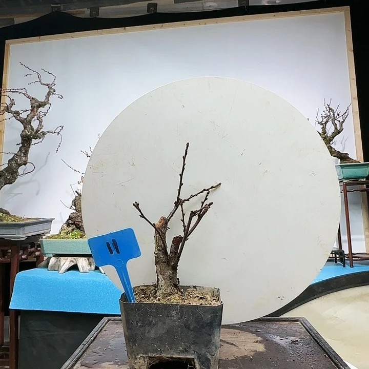 红陶用****9d c b l l