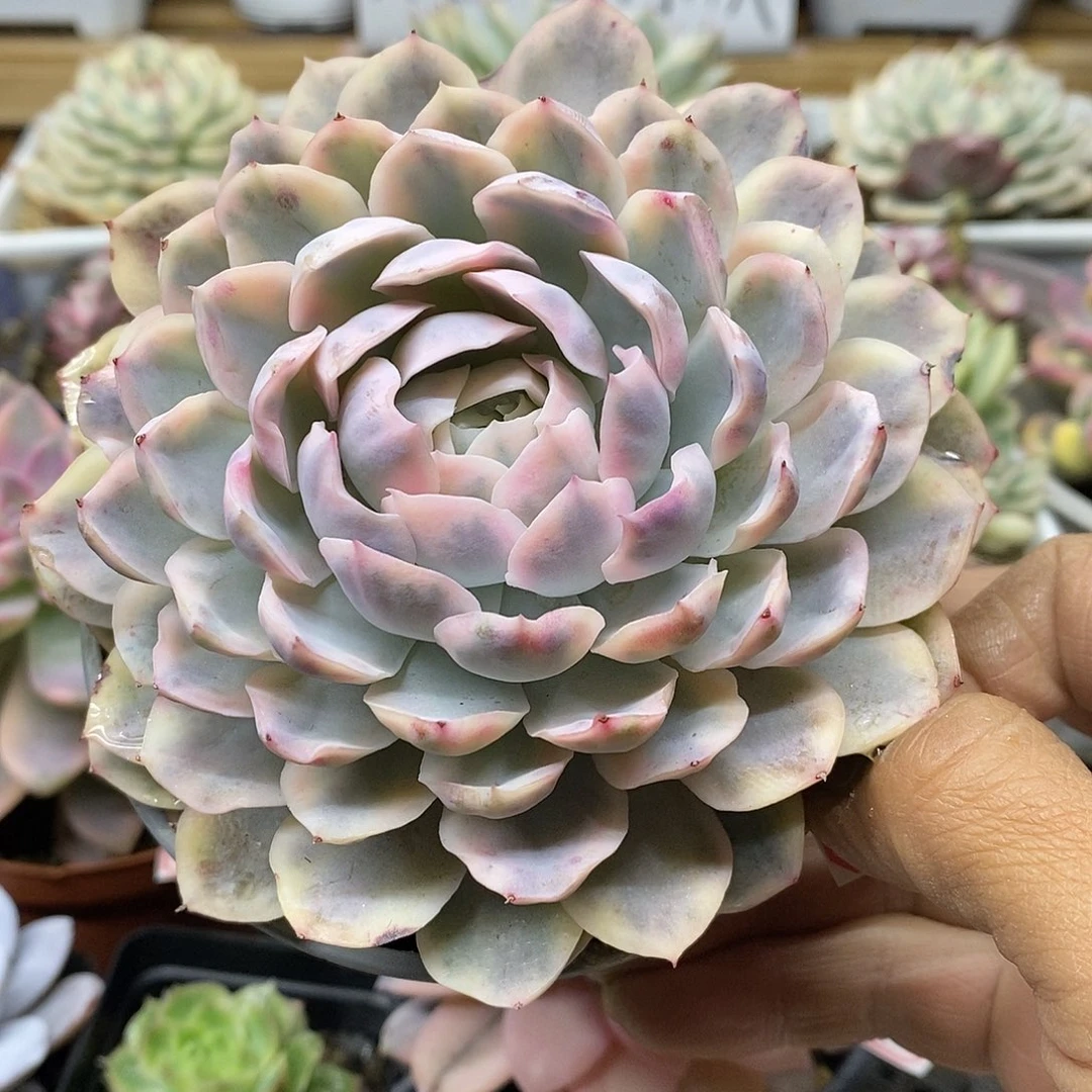 0312 大墨西哥雪球锦