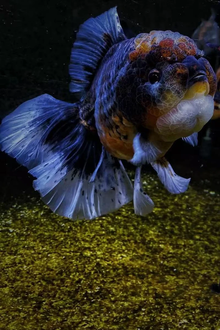 活体泰狮金鱼自家渔场养殖观赏鱼(直播间一物一拍带开箱视频售后）