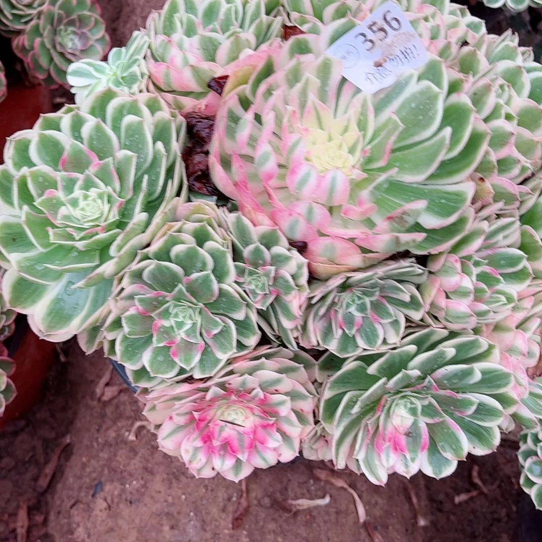 无花朵小*格多肉植物孔雀翎356