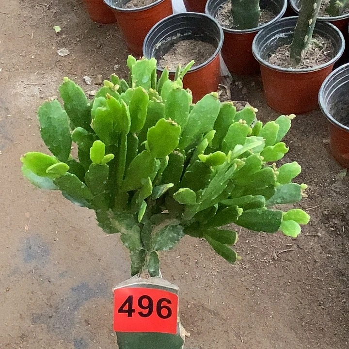 无花朵金****军027，496号新疆不包邮