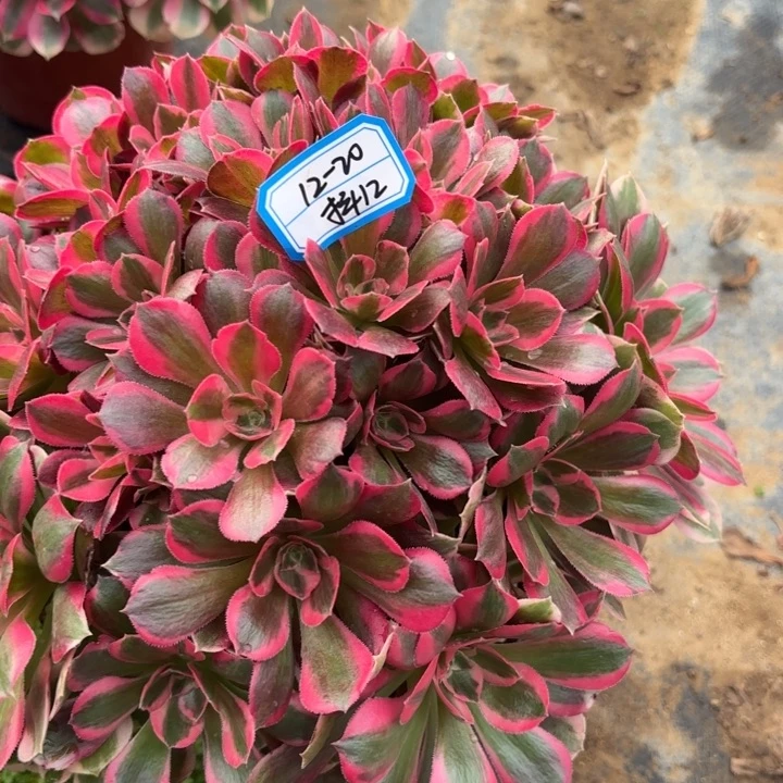 原***稻少女多肉法师不包损12