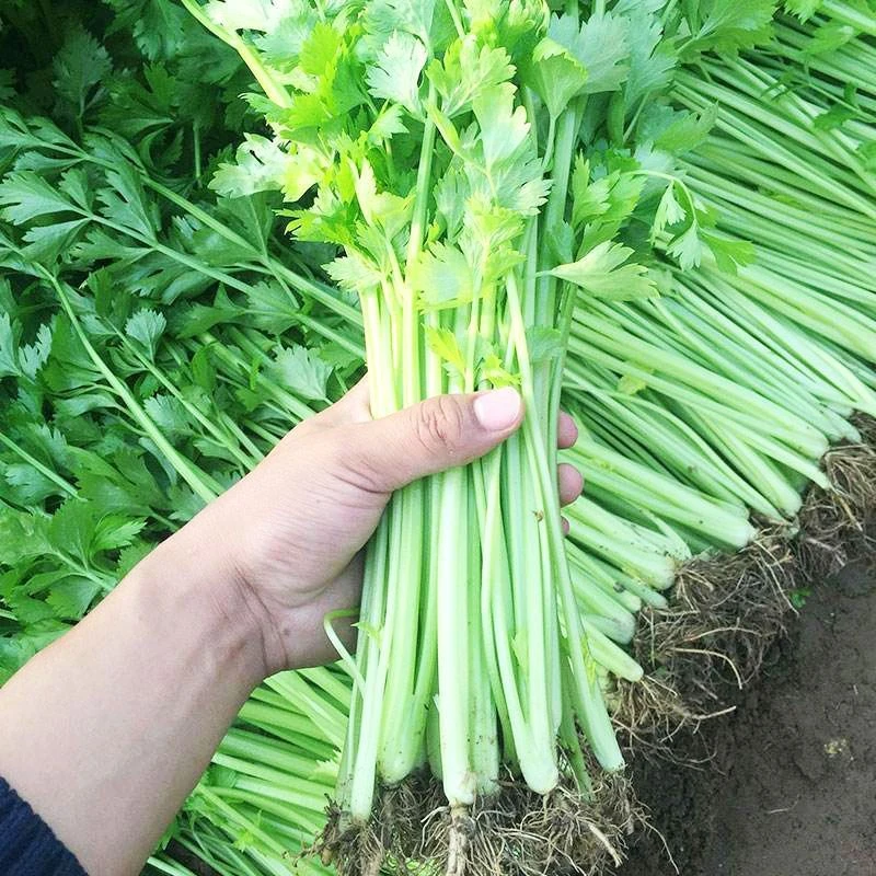 芹菜苗四季小香芹西芹大苗秧苗幼苗带土春季秋冬种植