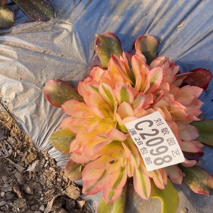 ?****࿐2098多肉植物法师法师