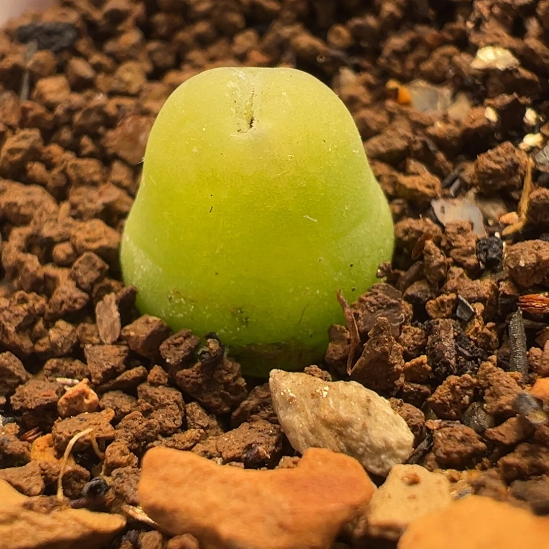 大葫芦多肉植物盆栽花卉