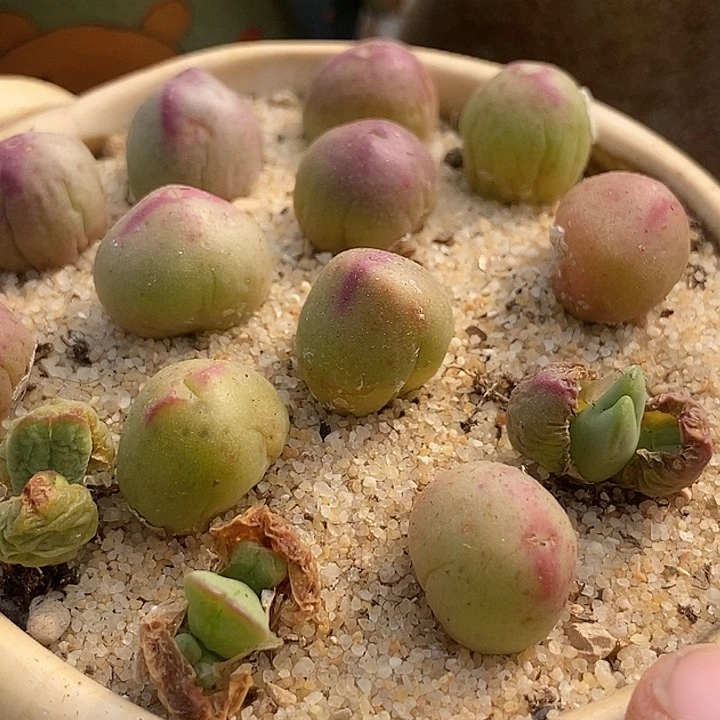 正版皮卡丘一颗