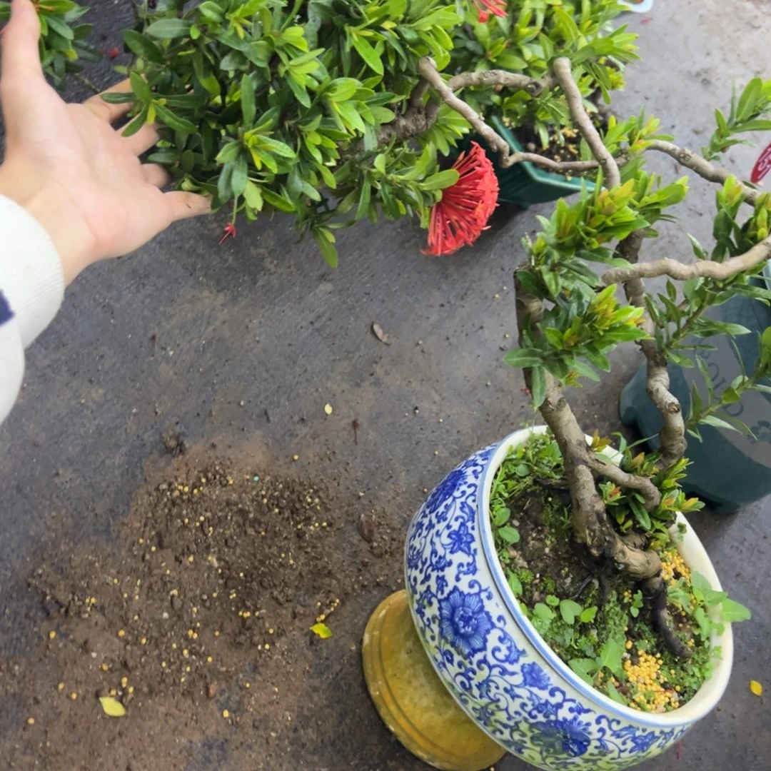 羽***伟无花朵龙船花盆景老桩