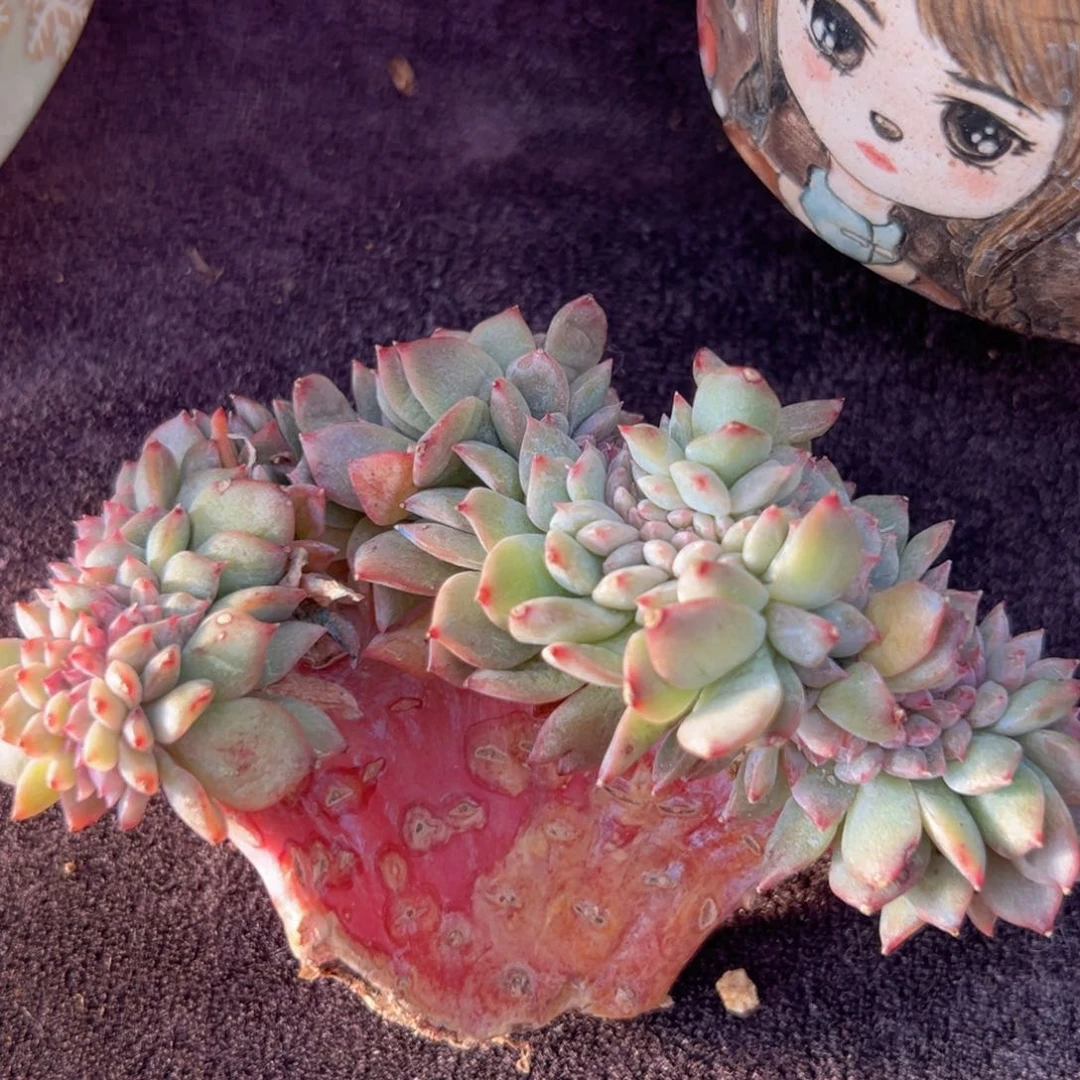 @*夏新年快乐哟小88888888